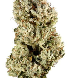 Gorilla Glue THCA Flower | Premium Indica | 30.53% THCA | Indoor Exotic Hemp Flower - ERTH CBD